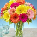 Assorted_Cheerful_Gerbera_Daisies