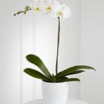 order_White_Orchid_Planter_flower_delivery-262x294